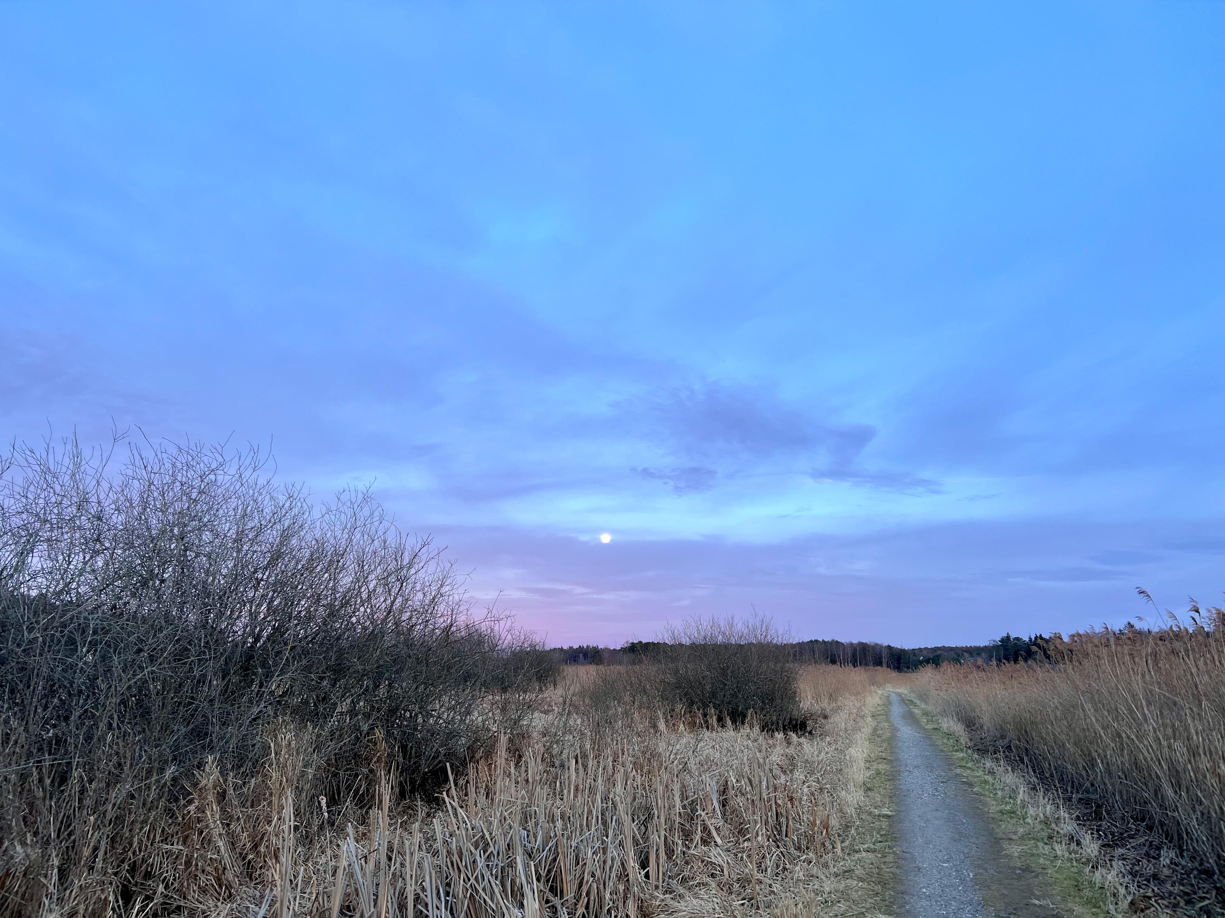 Morgenlys over Nørre Snede mose